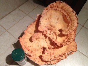 chicken of the woods 02