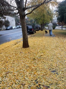 A walk in the golden autumn leaves